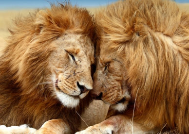 خلفيات جميلة صور اسود Desktop background Lion Images